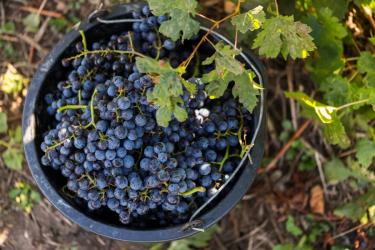 Domeniile Franco-Române, prima plantație viticolă BIO din România