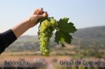 Grasa de Cotnari