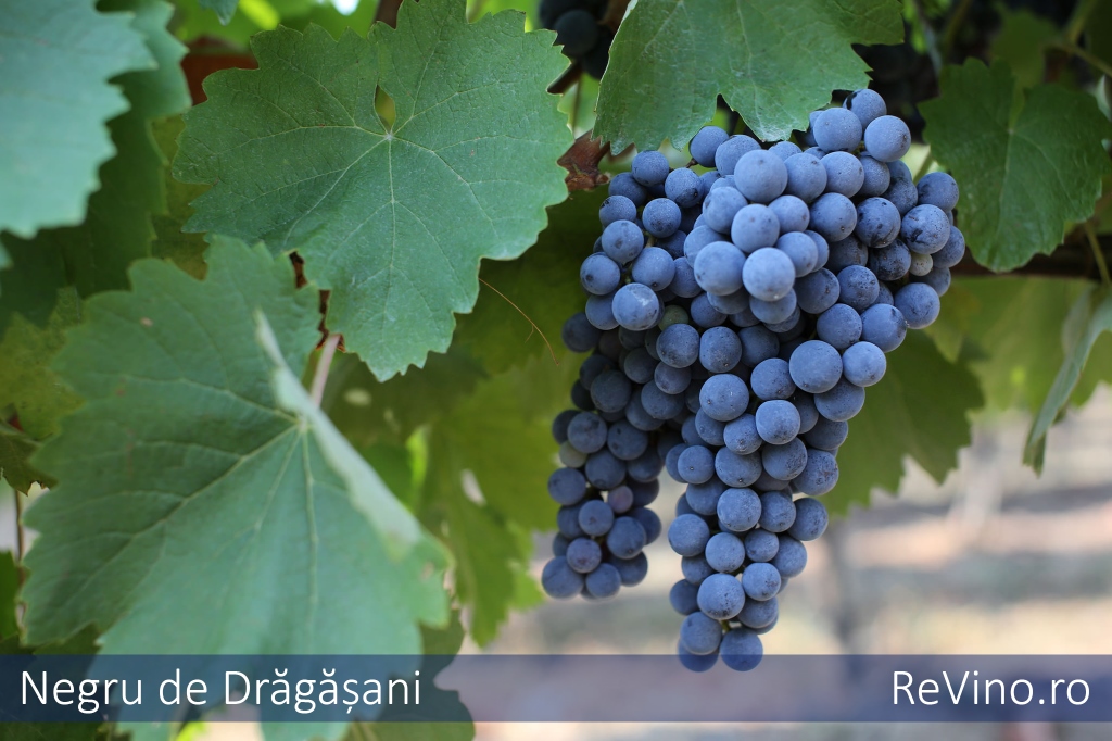 Negru de Dragasani Negru de Dragasani