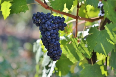 Feteasca neagra, Grape varieties. Feteasca Neagra, Romanian Grape Varieties