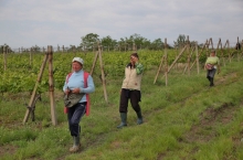 PEOPLE & VINEYARDS