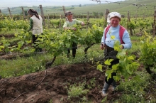 PEOPLE & VINEYARDS