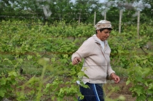 PEOPLE & VINEYARDS