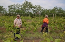 PEOPLE & VINEYARDS