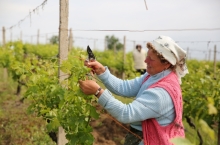 PEOPLE & VINEYARDS