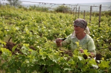 PEOPLE & VINEYARDS