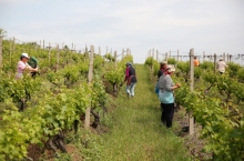 PEOPLE & VINEYARDS