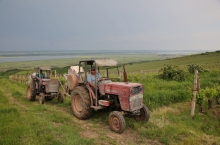 PEOPLE & VINEYARDS