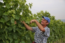 PEOPLE & VINEYARDS