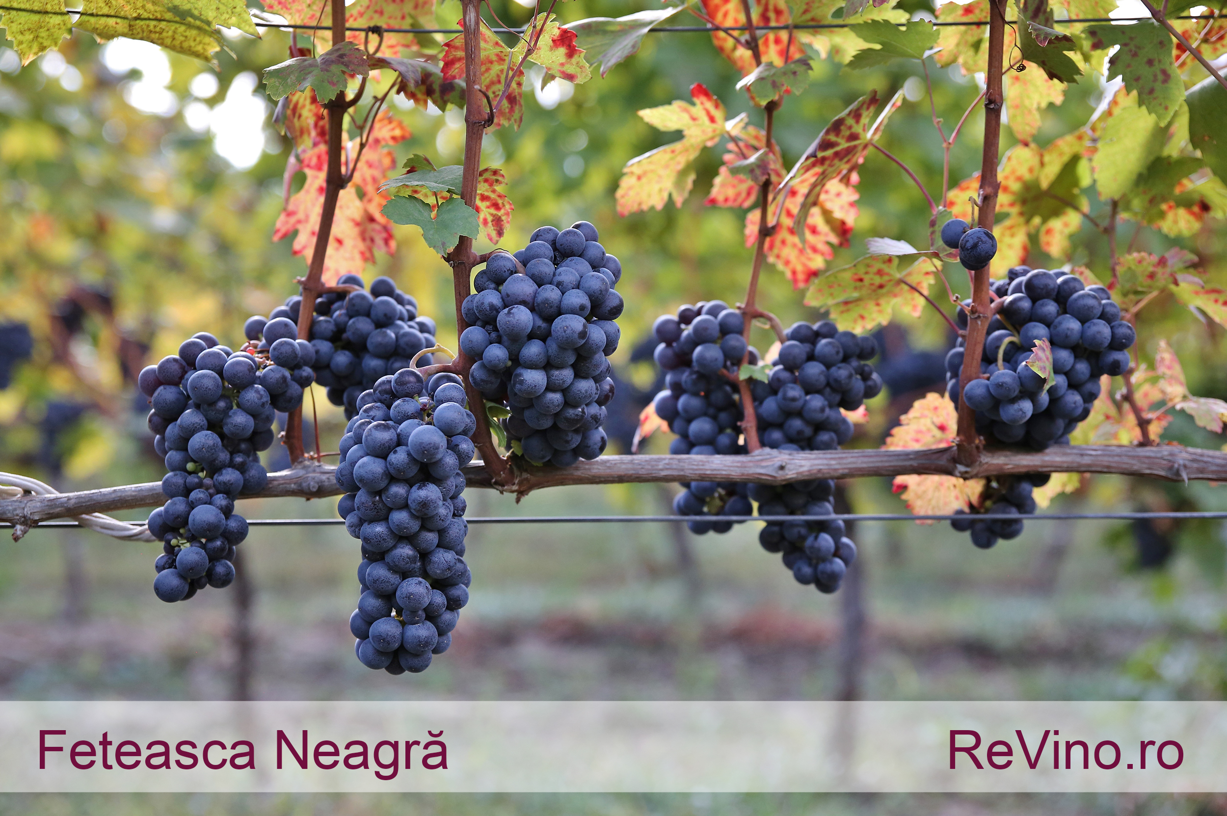 Feteasca neagra виноград